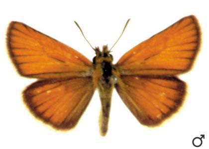 Thymelicus lineola (Ochsenheimer, 1808) attēls