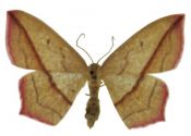 Timandra comae A.Schmidt, 1931 attēls