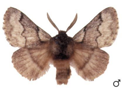 Trichiura crataegi (Linnaeus, 1758) attēls