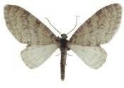 Trichopteryx carpinata (Borkhausen, 1794) attēls