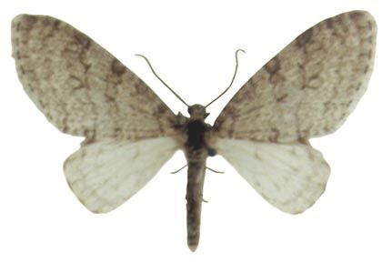 Trichopteryx carpinata (Borkhausen, 1794) attēls