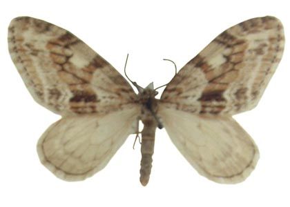 Trichopteryx polycommata (Denis & Schiffermüller, 1775) attēls