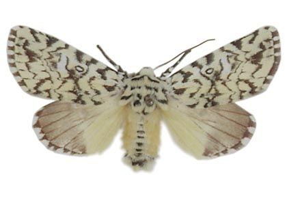 Trichosea ludifica (Linnaeus, 1758) attēls