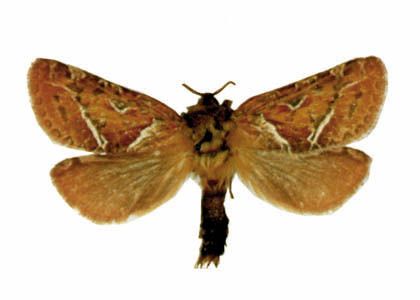 Triodia sylvina (Linnaeus, 1761) attēls