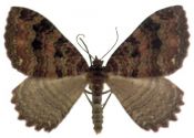 Triphosa dubitata (Linnaeus, 1758) attēls