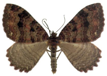 Triphosa dubitata (Linnaeus, 1758) attēls