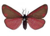 Tyria jacobaeae (Linnaeus, 1758) attēls