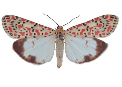 Utetheisa pulchella (Linnaeus, 1758) attēls