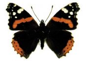 Vanessa atalanta (Linnaeus, 1758) attēls