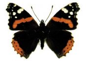 Vanessa atalanta (Linnaeus, 1758) attēls