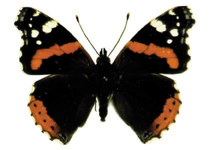 Vanessa atalanta (Linnaeus, 1758) attēls