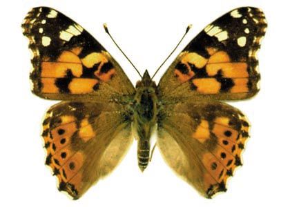 Vanessa cardui (Linnaeus, 1758) attēls