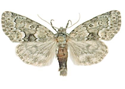 Victrix umovii (Eversmann, 1846) attēls