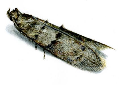 Wockia asperipunctella (Bruand, 1851) attēls