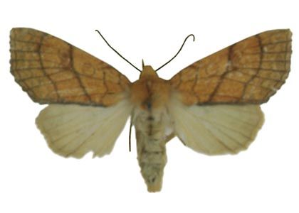 Xanthia citrago (Linnaeus, 1758) attēls