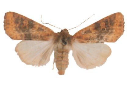 Xanthia gilvago (Denis & Schiffermüller, 1775) attēls