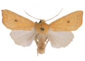 Xanthia icteritia (Hufnagel, 1766) attēls