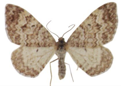 Xanthorhoe annotinata (Zetterstedt, 1839) attēls