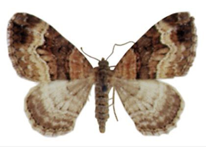 Xanthorhoe biriviata (Borkhausen, 1794) attēls