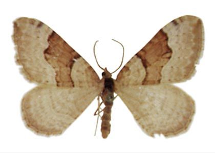 Xanthorhoe decoloraria (Esper, 1806) attēls