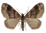 Xanthorhoe ferrugata (Clerck, 1759) attēls