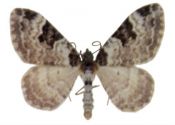 Xanthorhoe fluctuata (Linnaeus, 1758) attēls