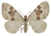 Xanthorhoe montanata (Denis & Schiffermüller, 1775) attēls