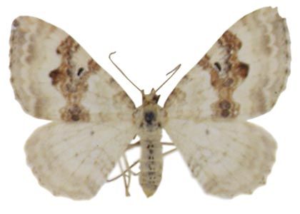 Xanthorhoe montanata (Denis & Schiffermüller, 1775) attēls