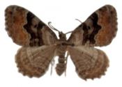 Xanthorhoe quadrifasciata (Clerck, 1759) attēls