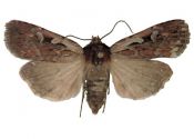 Xestia agathina (Duponchel, 1827) attēls