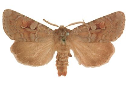 Xestia alpicola (Zetterstedt, 1839) attēls