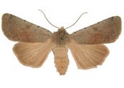 Xestia ashworthii (Doubleday, 1855) attēls