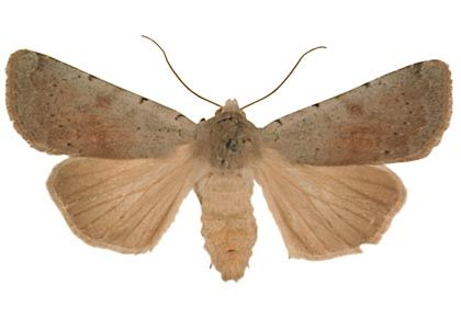 Xestia ashworthii (Doubleday, 1855) attēls