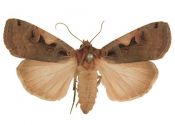 Xestia c-nigrum (Linnaeus, 1758) attēls