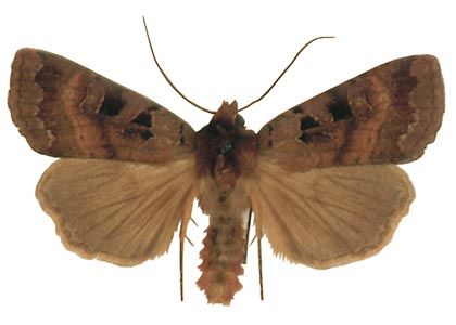 Xestia rhomboidea (Esper, 1790) attēls