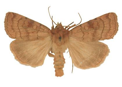 Xestia sexstrigata (Haworth, 1809) attēls