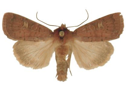 Xestia xanthographa (Denis & Schiffermüller, 1775) attēls