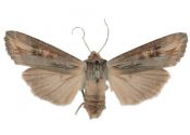 Xylena exsoleta (Linnaeus, 1758) attēls