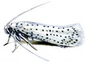 Yponomeuta evonymella (Linnaeus, 1758) attēls