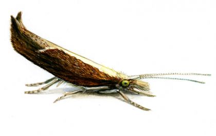 Ypsolopha dentella (Fabricius, 1775) attēls