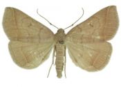 Zanclognatha lunalis (Scopoli, 1763) attēls