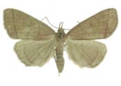 Zanclognatha tarsipennalis Treitschke, 1835 attēls