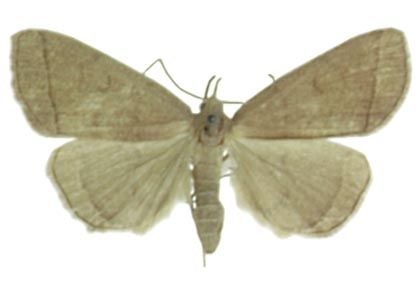 Zanclognatha tarsipennalis Treitschke, 1835 attēls