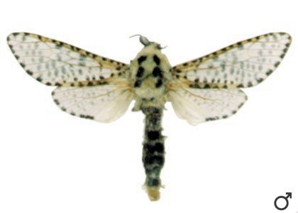 Zeuzera pyrina (Linnaeus, 1761) attēls