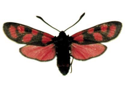 Zygaena carniolica (Scopoli, 1763) attēls