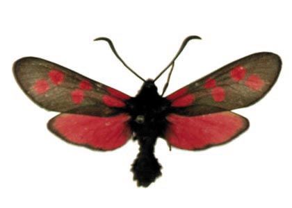 Zygaena filipendulae (Linnaeus, 1758) attēls