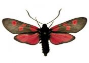 Zygaena lonicerae (Scheven, 1777) attēls