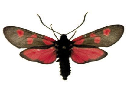 Zygaena lonicerae (Scheven, 1777) attēls