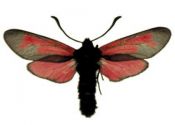 Zygaena minos (Denis & Schiffermüller, 1775) attēls