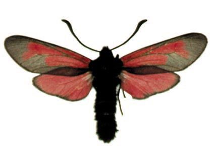 Zygaena minos (Denis & Schiffermüller, 1775) attēls